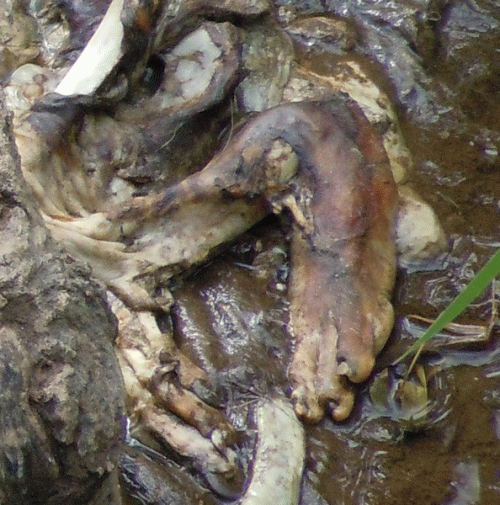 Grotesque Bowel Eruption : Purulent Remains